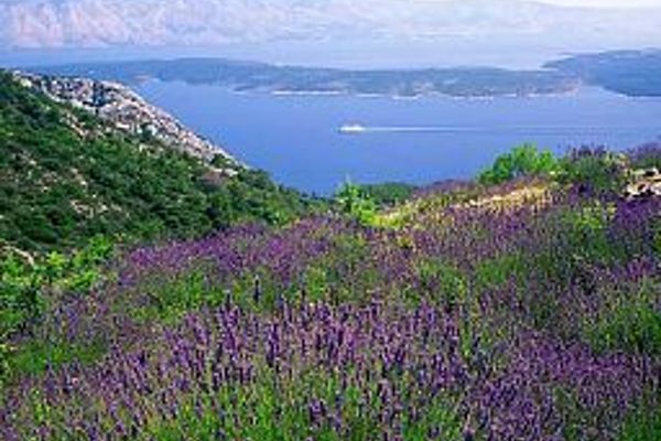Hvar (Jelsa)